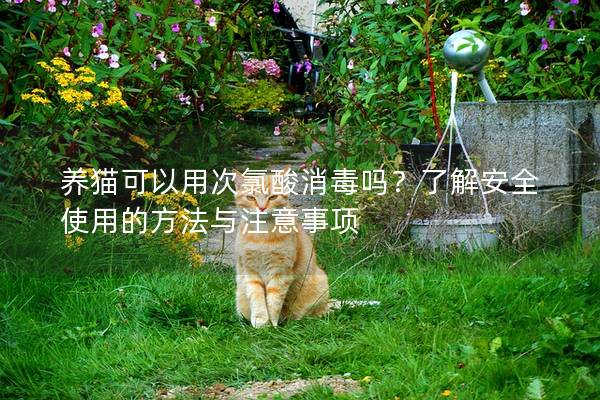 养猫可以用次氯酸消毒吗？了解安全使用的方法与注意事项