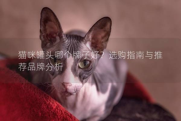 猫咪罐头哪个牌子好？选购指南与推荐品牌分析