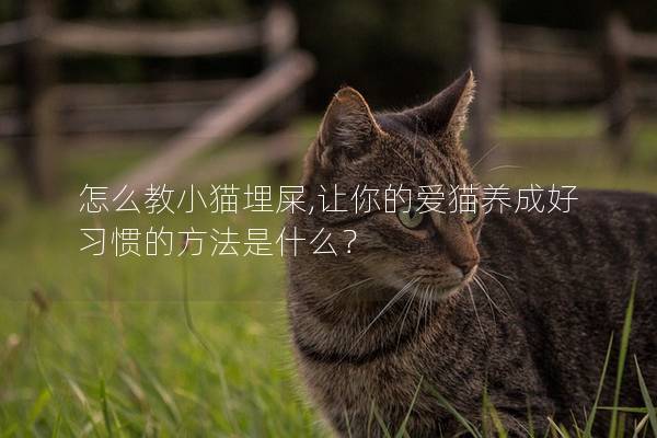 怎么教小猫埋屎,让你的爱猫养成好习惯的方法是什么？