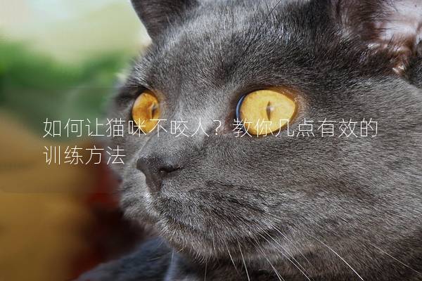 如何让猫咪不咬人？教你几点有效的训练方法