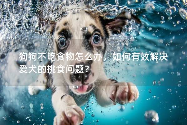 狗狗不吃食物怎么办，如何有效解决爱犬的挑食问题？