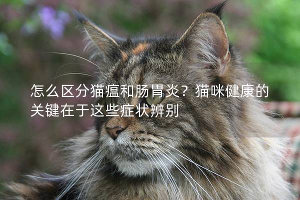 怎么区分猫瘟和肠胃炎？猫咪健康的关键在于这些症状辨别