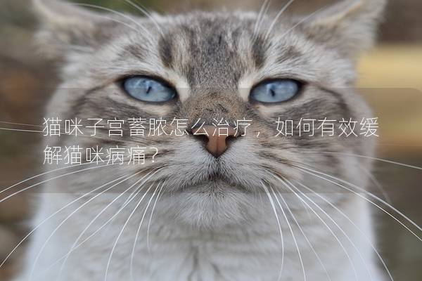 猫咪子宫蓄脓怎么治疗，如何有效缓解猫咪病痛？