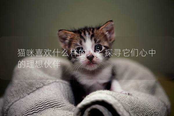 猫咪喜欢什么样的人？探寻它们心中的理想伙伴