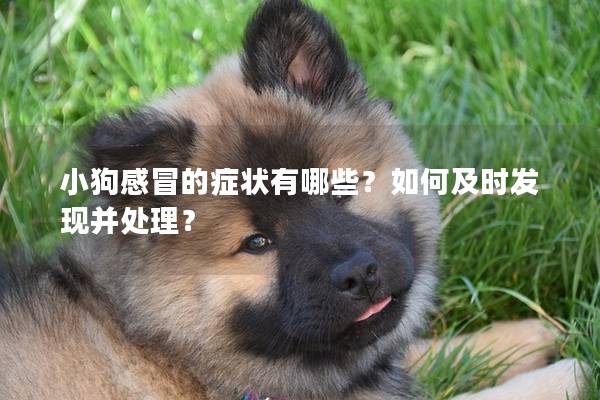 小狗感冒的症状有哪些？如何及时发现并处理？