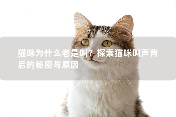 猫咪为什么老是叫？探索猫咪叫声背后的秘密与原因