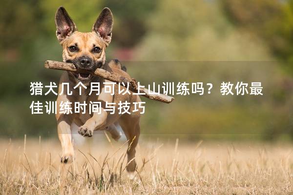 猎犬几个月可以上山训练吗？教你最佳训练时间与技巧