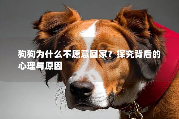 狗狗为什么不愿意回家？探究背后的心理与原因