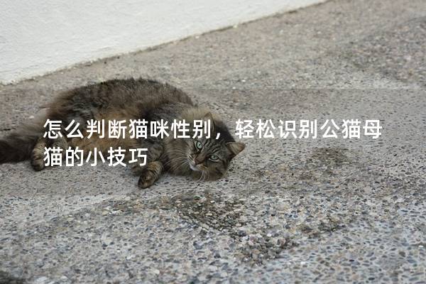 怎么判断猫咪性别，轻松识别公猫母猫的小技巧