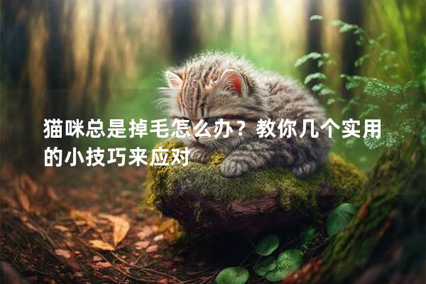 猫咪总是掉毛怎么办？教你几个实用的小技巧来应对