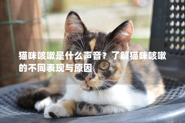 猫咪咳嗽是什么声音？了解猫咪咳嗽的不同表现与原因