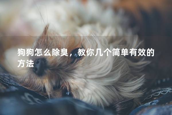 狗狗怎么除臭，教你几个简单有效的方法