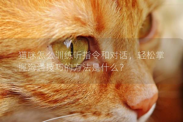 猫咪怎么训练听指令和对话，轻松掌握沟通技巧的方法是什么？