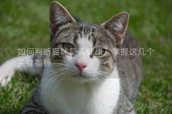 如何判断猫咪是否健康，掌握这几个关键指标