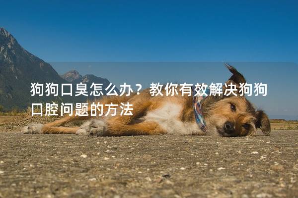 狗狗口臭怎么办？教你有效解决狗狗口腔问题的方法