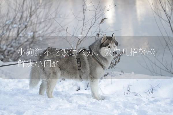 小狗狗不吃饭怎么办，教你几招轻松解决小问题