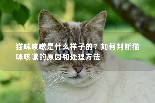 猫咪咳嗽是什么样子的？如何判断猫咪咳嗽的原因和处理方法