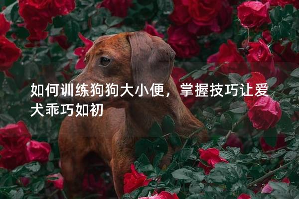 如何训练狗狗大小便，掌握技巧让爱犬乖巧如初