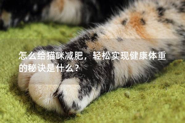 怎么给猫咪减肥，轻松实现健康体重的秘诀是什么？