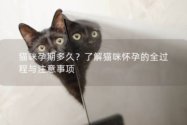 猫咪孕期多久？了解猫咪怀孕的全过程与注意事项