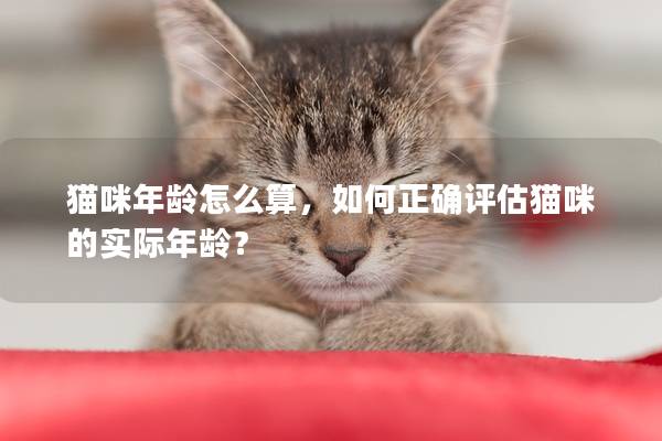 猫咪年龄怎么算，如何正确评估猫咪的实际年龄？