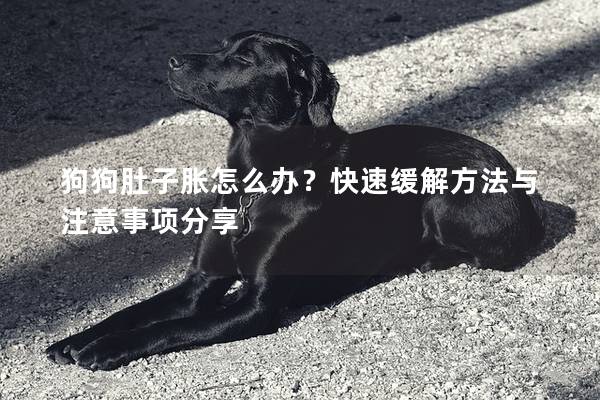 狗狗肚子胀怎么办？快速缓解方法与注意事项分享