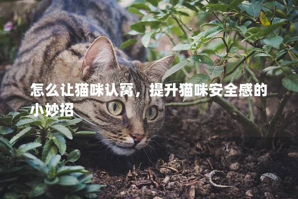 怎么让猫咪认窝，提升猫咪安全感的小妙招