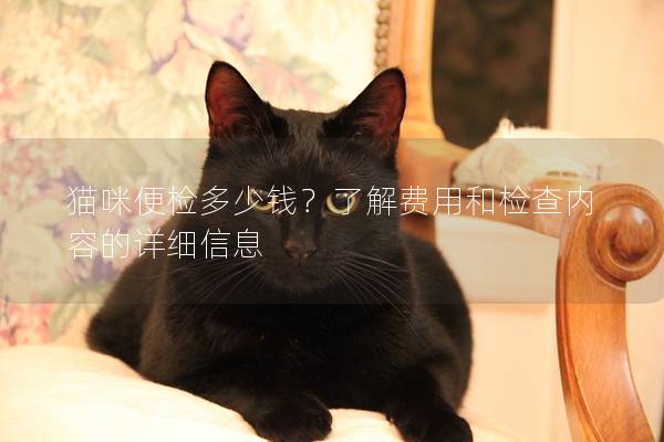 猫咪便检多少钱？了解费用和检查内容的详细信息