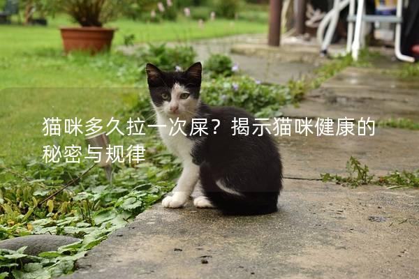 猫咪多久拉一次屎？揭示猫咪健康的秘密与规律