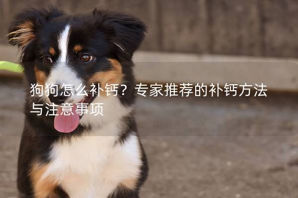 狗狗怎么补钙？专家推荐的补钙方法与注意事项