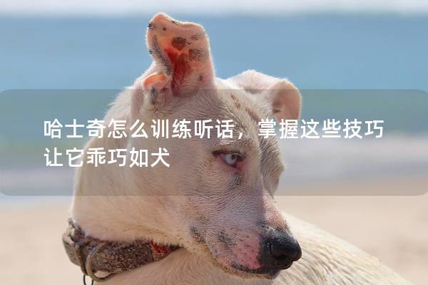 哈士奇怎么训练听话，掌握这些技巧让它乖巧如犬