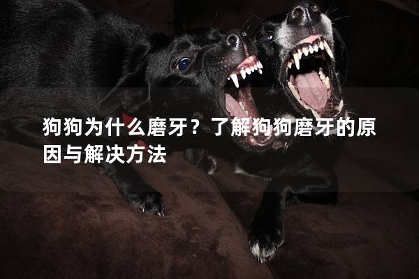 狗狗为什么磨牙？了解狗狗磨牙的原因与解决方法