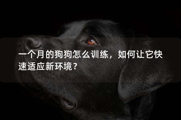 一个月的狗狗怎么训练，如何让它快速适应新环境？