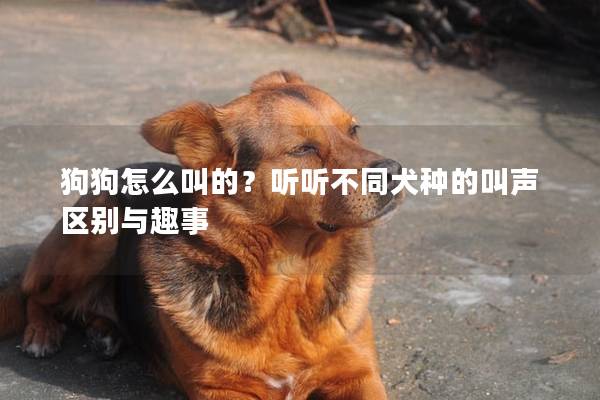 狗狗怎么叫的？听听不同犬种的叫声区别与趣事