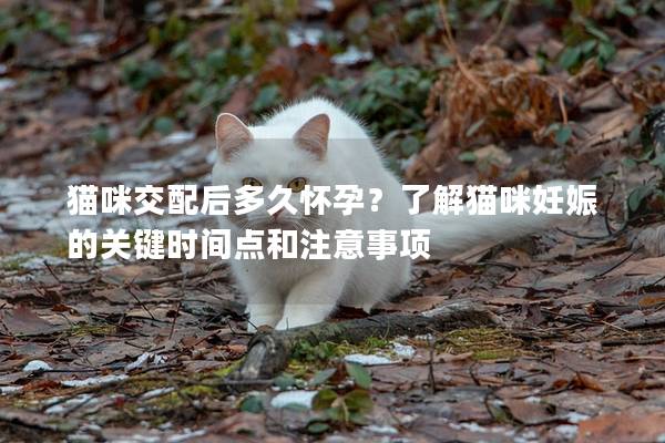 猫咪交配后多久怀孕？了解猫咪妊娠的关键时间点和注意事项