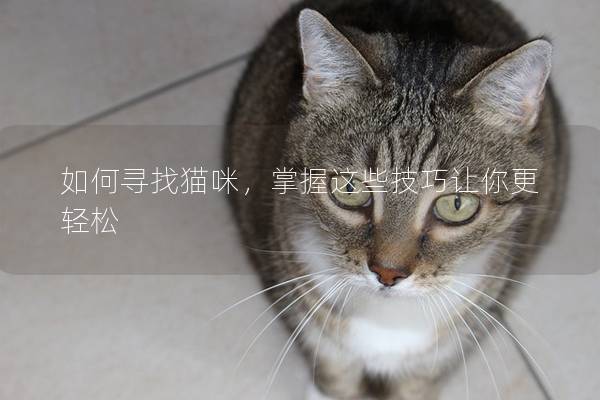 如何寻找猫咪，掌握这些技巧让你更轻松