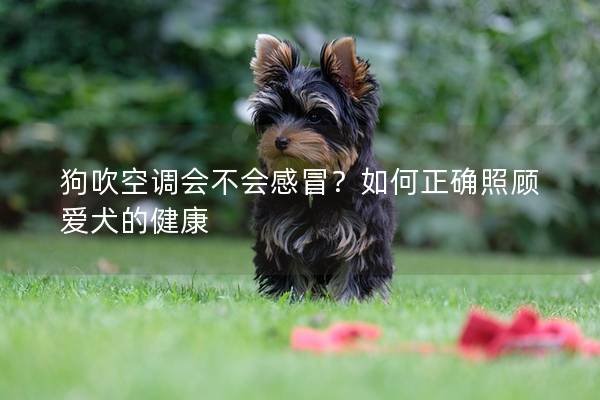 狗吹空调会不会感冒？如何正确照顾爱犬的健康