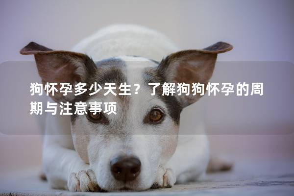 狗怀孕多少天生？了解狗狗怀孕的周期与注意事项