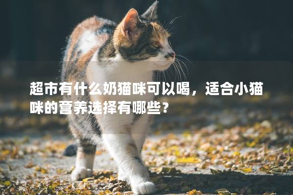 超市有什么奶猫咪可以喝，适合小猫咪的营养选择有哪些？