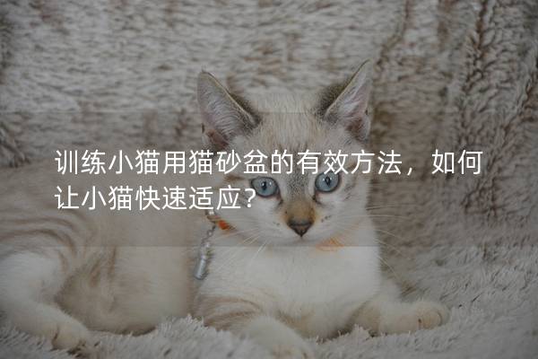 训练小猫用猫砂盆的有效方法，如何让小猫快速适应？