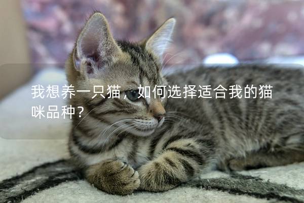 我想养一只猫，如何选择适合我的猫咪品种？