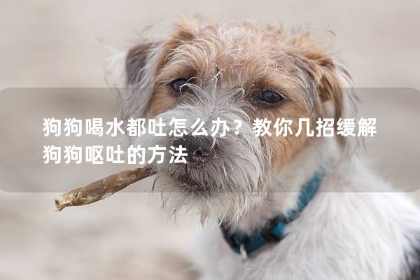 狗狗喝水都吐怎么办？教你几招缓解狗狗呕吐的方法