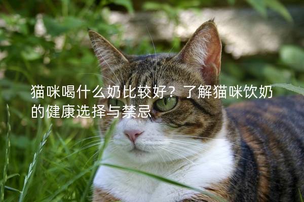 猫咪喝什么奶比较好？了解猫咪饮奶的健康选择与禁忌