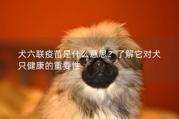 犬六联疫苗是什么意思？了解它对犬只健康的重要性