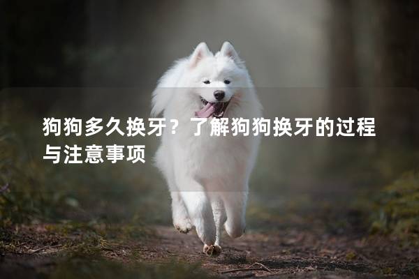 狗狗多久换牙？了解狗狗换牙的过程与注意事项