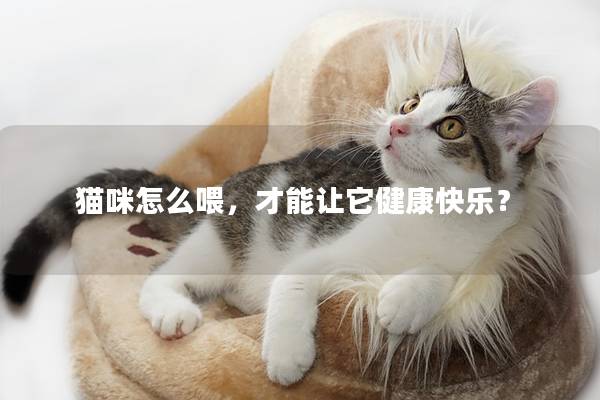 猫咪怎么喂，才能让它健康快乐？