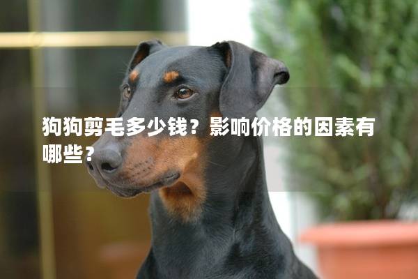 狗狗剪毛多少钱？影响价格的因素有哪些？