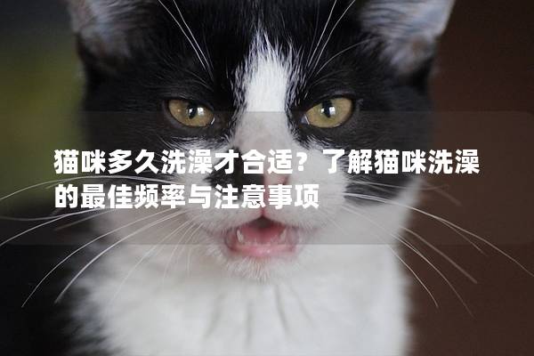 猫咪多久洗澡才合适？了解猫咪洗澡的最佳频率与注意事项