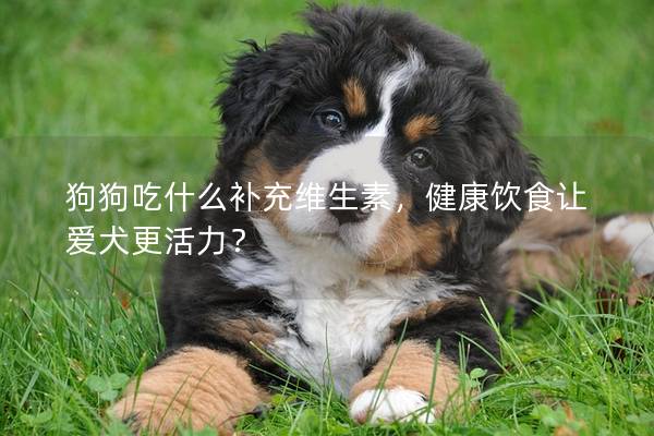 狗狗吃什么补充维生素，健康饮食让爱犬更活力？