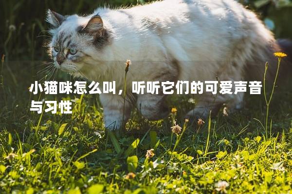 小猫咪怎么叫，听听它们的可爱声音与习性